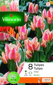 Tulipe greigii Québec (x8)